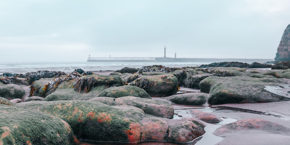 rocky shore with a view of a city skyline during daytime