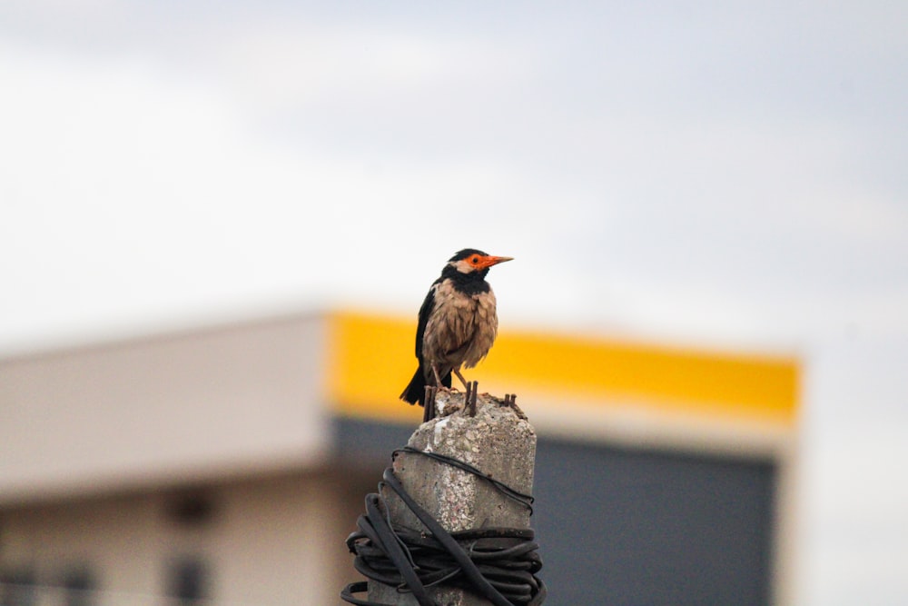 brown and gray bird on gray concrete wall