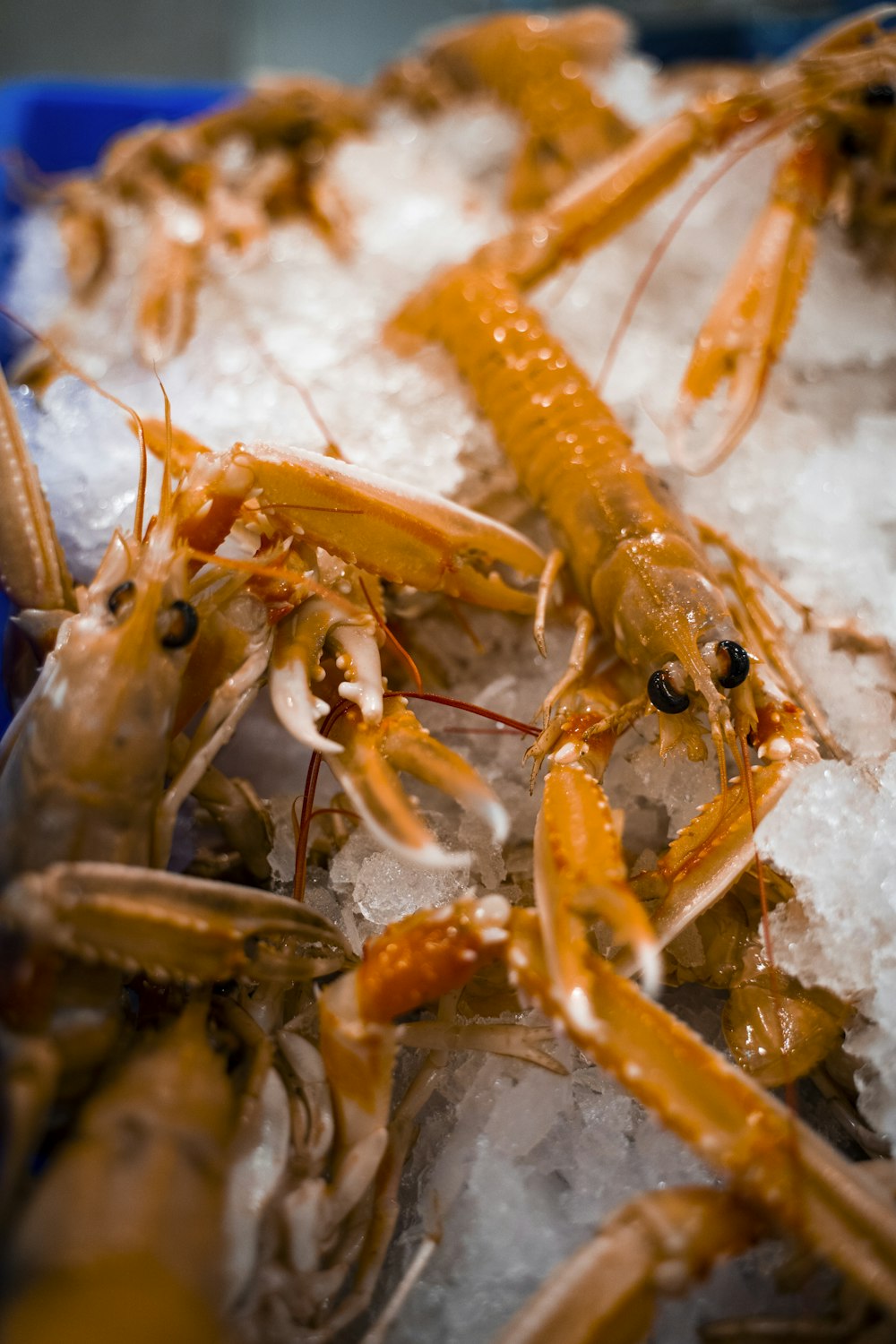 brown and orange lobster on white sand