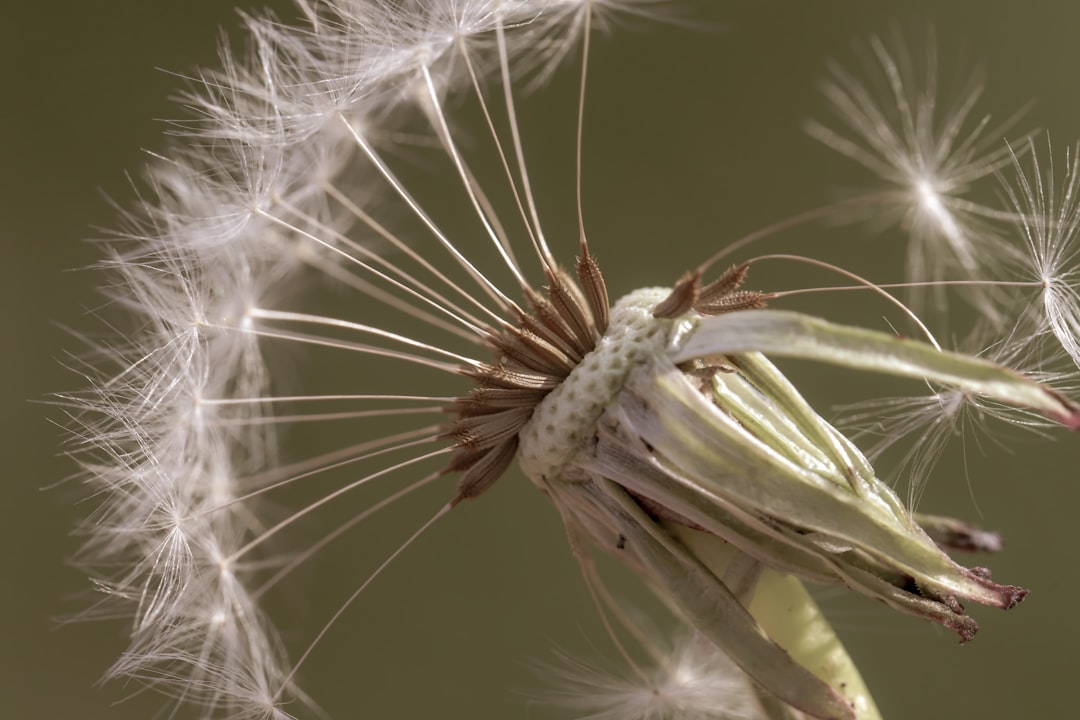 white dandelion in close up photography