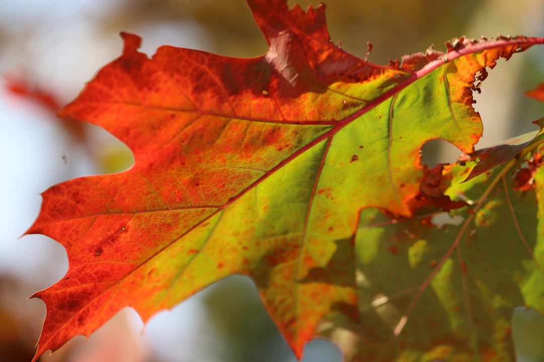 red and yellow maple leaf