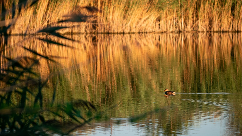 brown duck on water during daytime