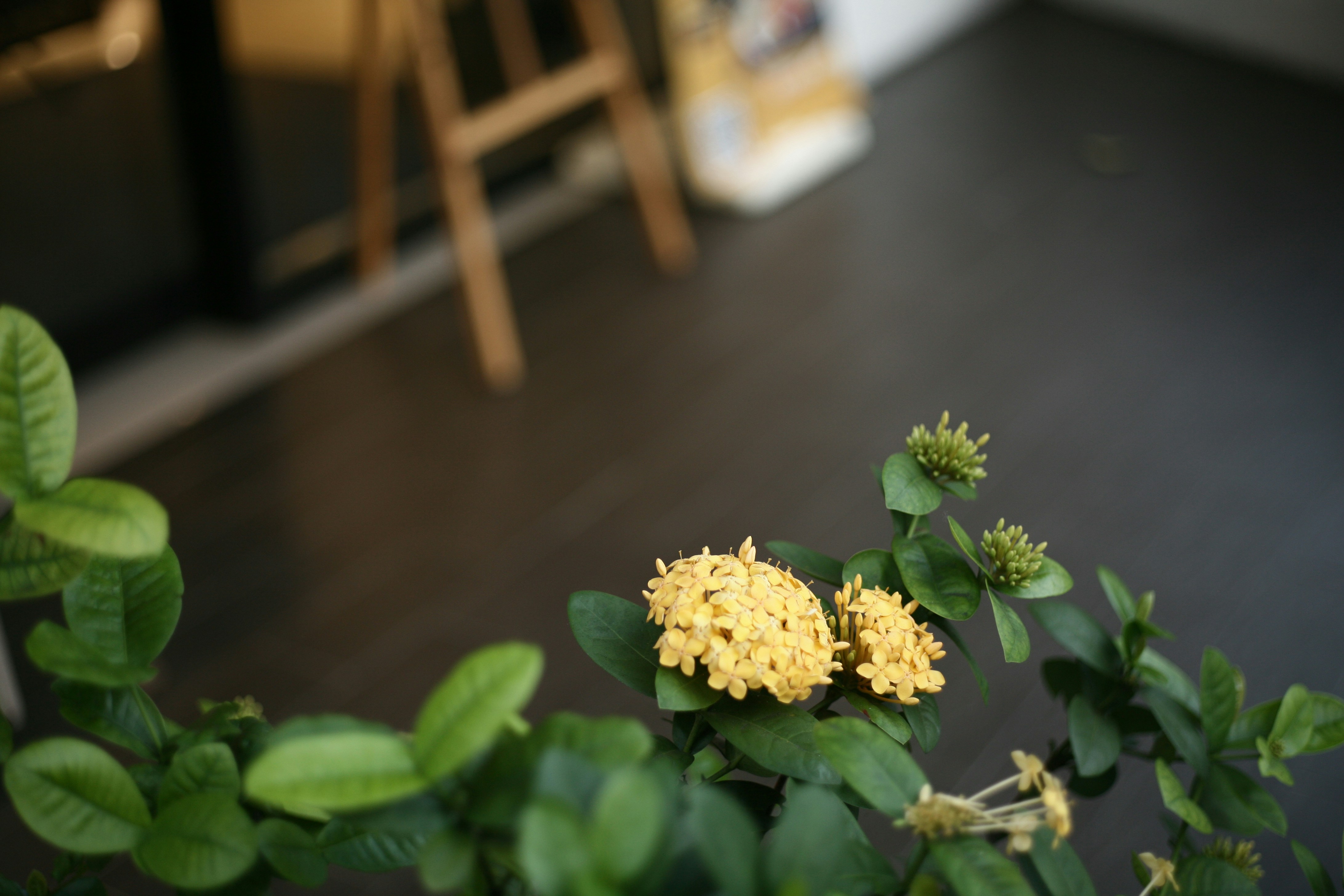 yellow flower on brown wooden table