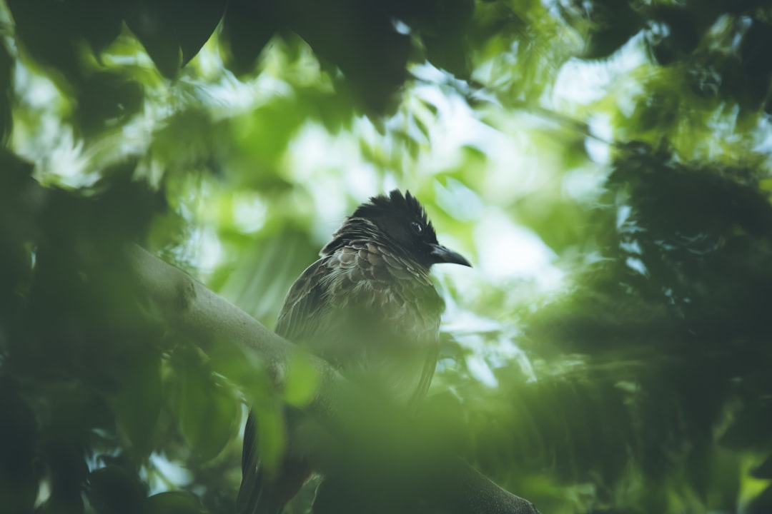 black and white bird on tree branch