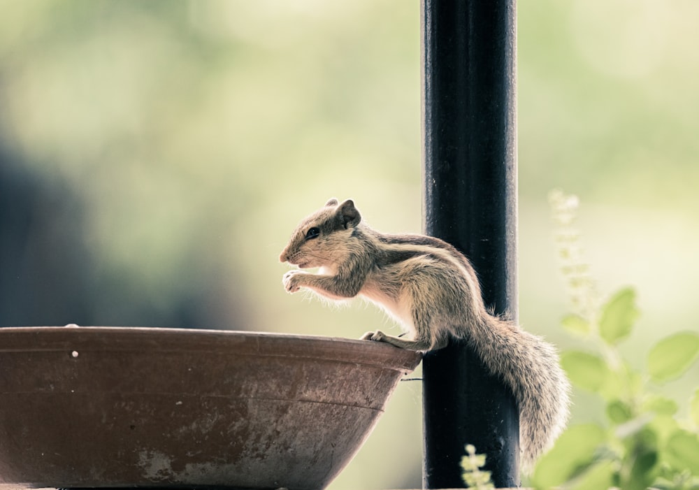 Braunes Eichhörnchen auf braunem hölzernem Vogelhaus