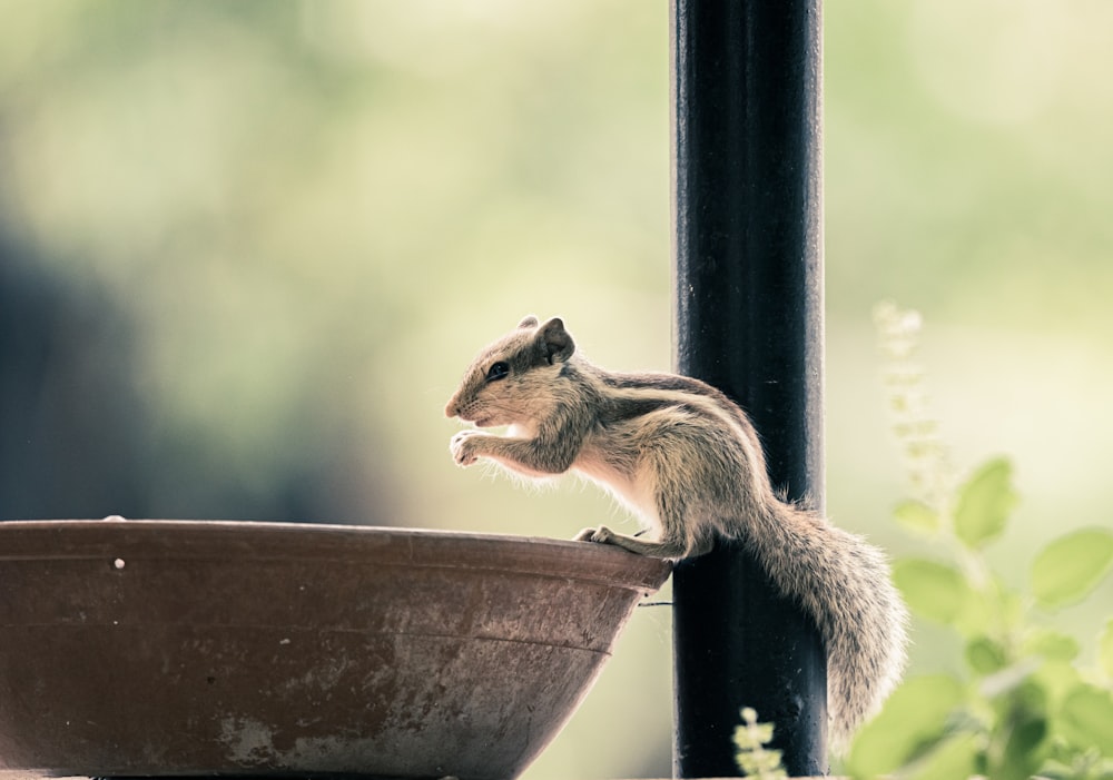 brown squirrel on brown wooden bird house