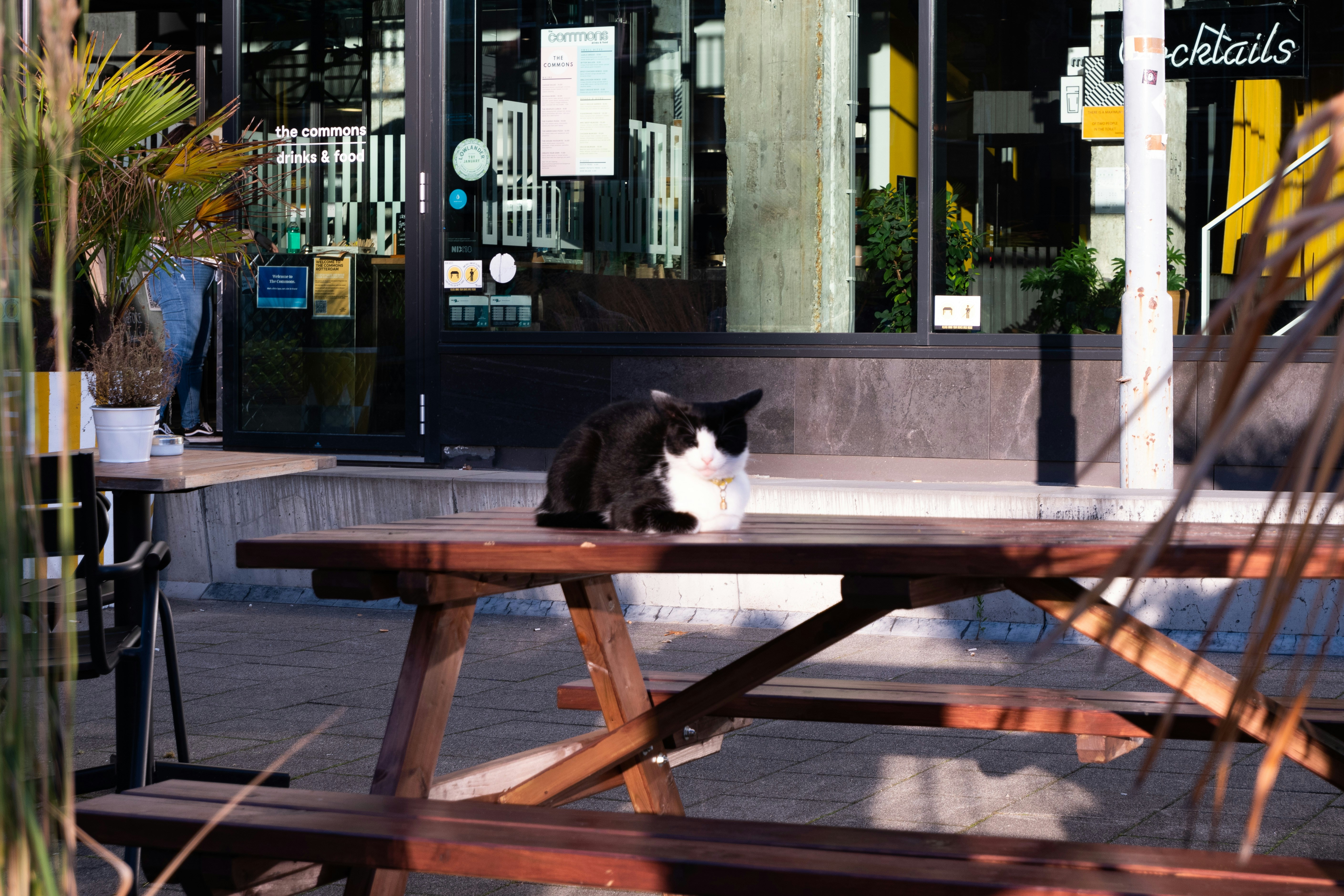 Smoking Katze auf brauner Holzbank