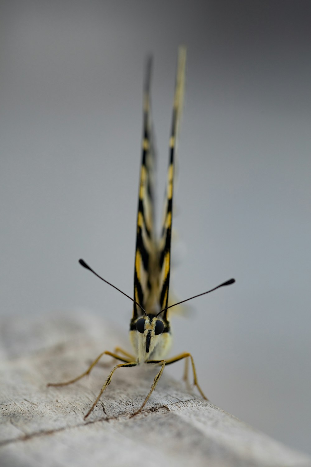 yellow and black insect on white snow