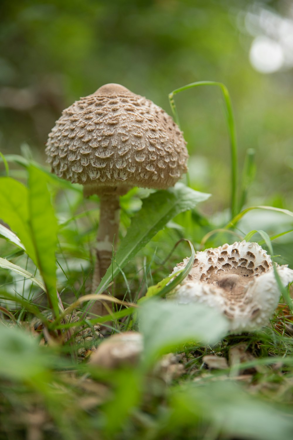 white and brown mushroom in green grass during daytime