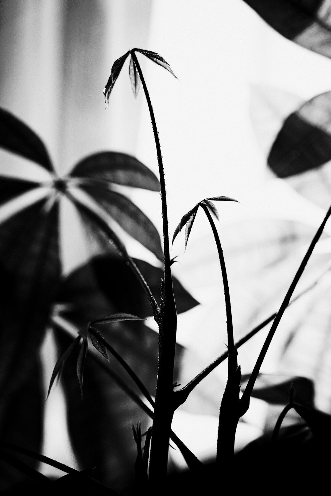 grayscale photo of plant leaves