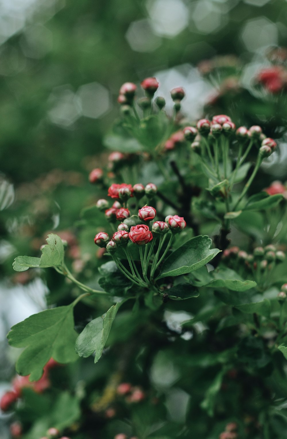 red round fruits on green leaves