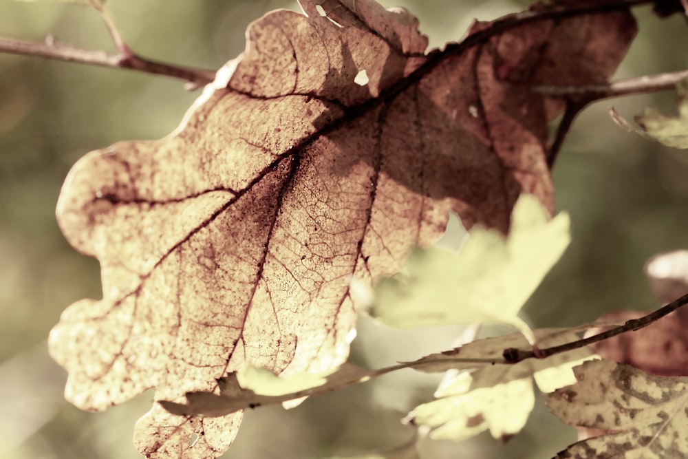 brown and green maple leaf