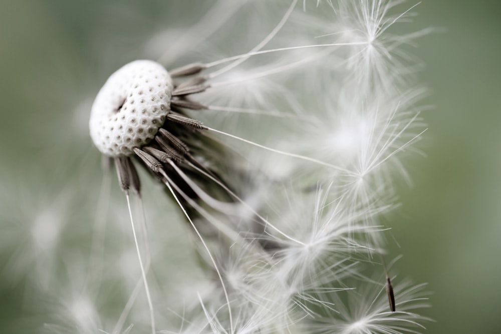 white dandelion in close up photography