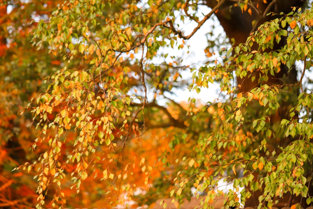 green and brown leaves on brown tree