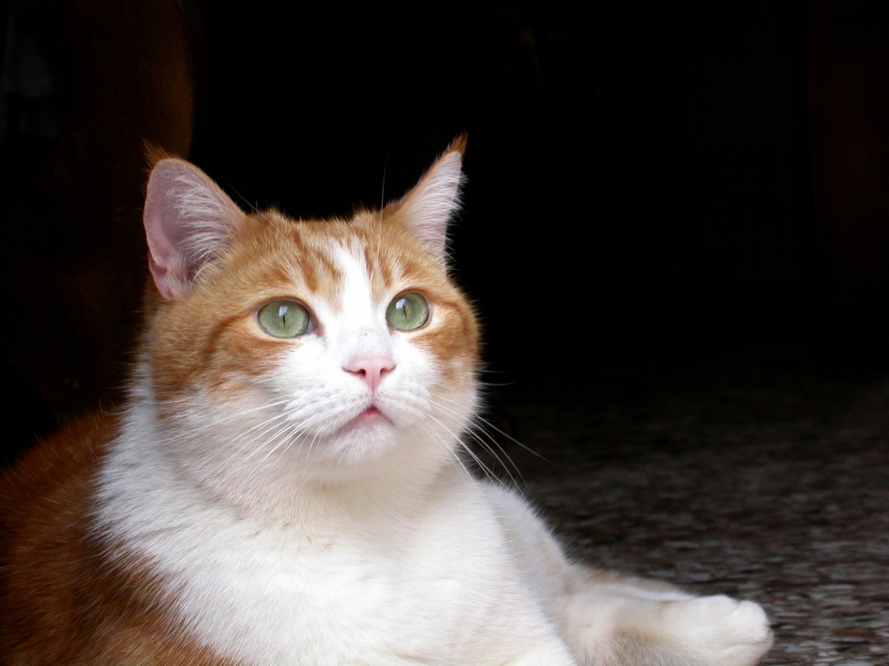 Transform Mealtime into Mental Stimulation (image credits: unsplash)