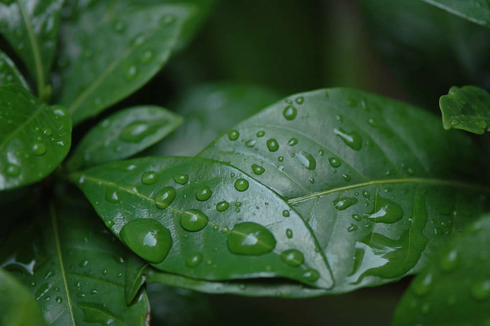 water droplets on green leaf