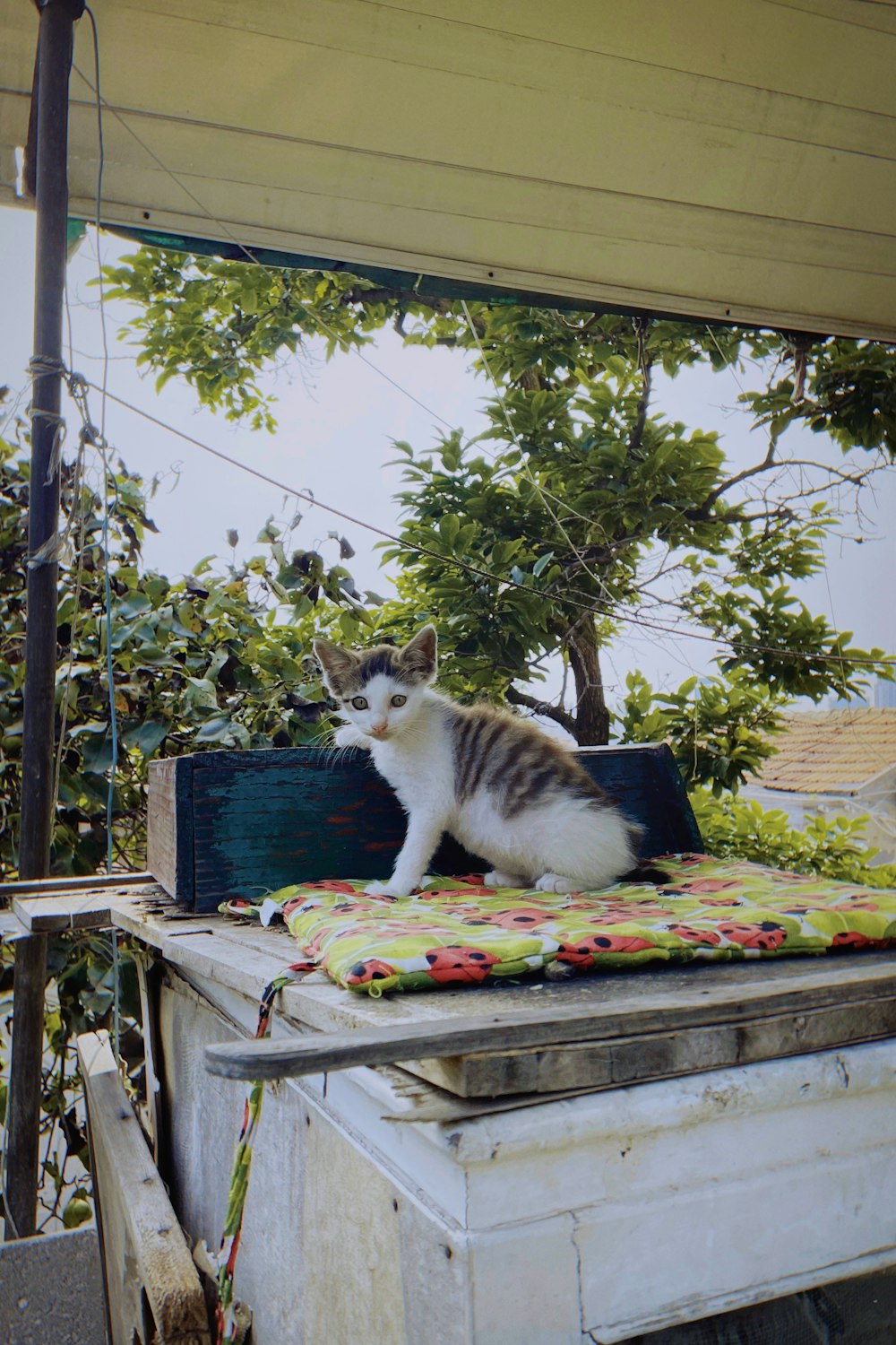 white and black cat on blue wooden table