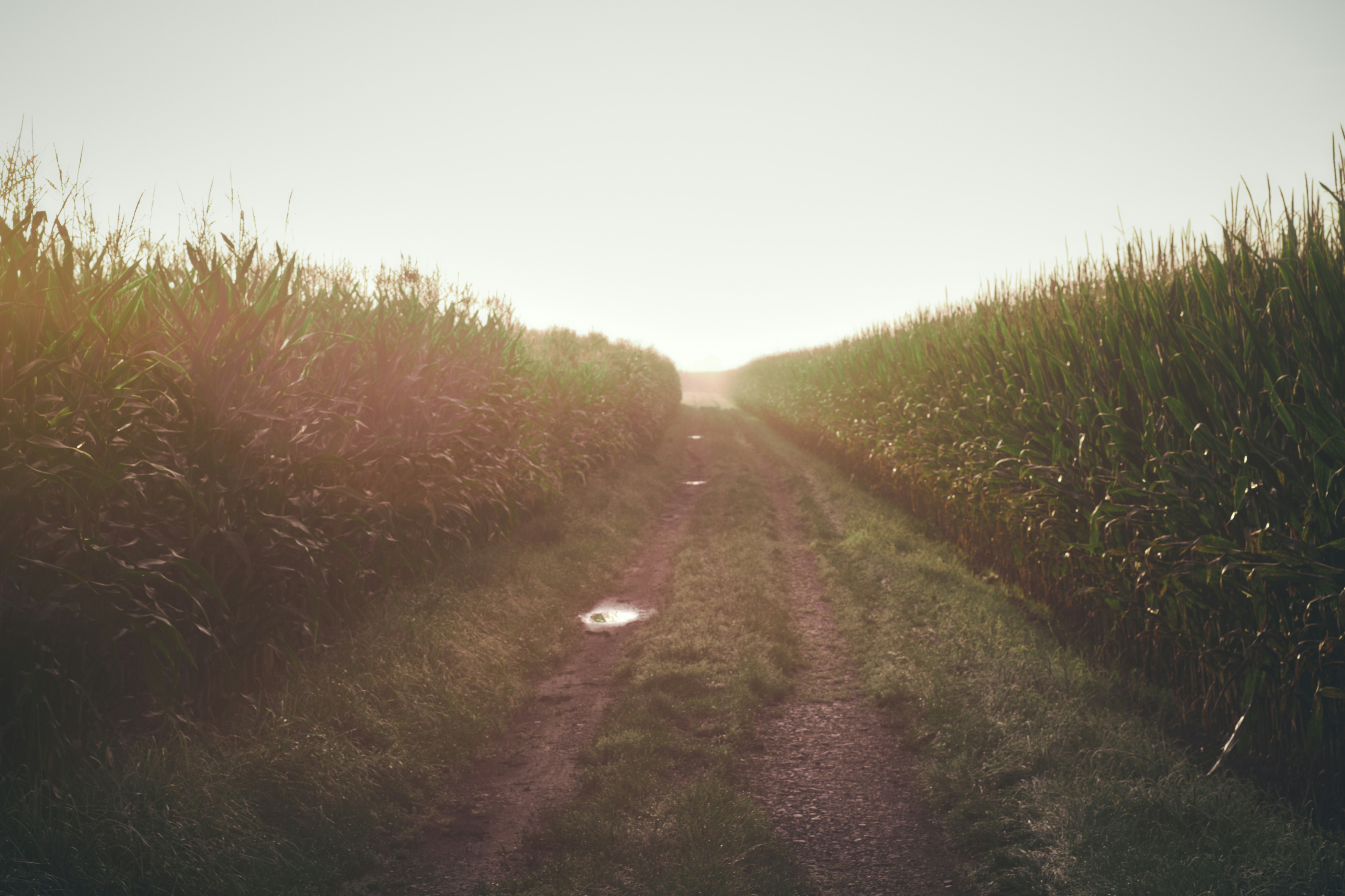green grass field under gray sky
