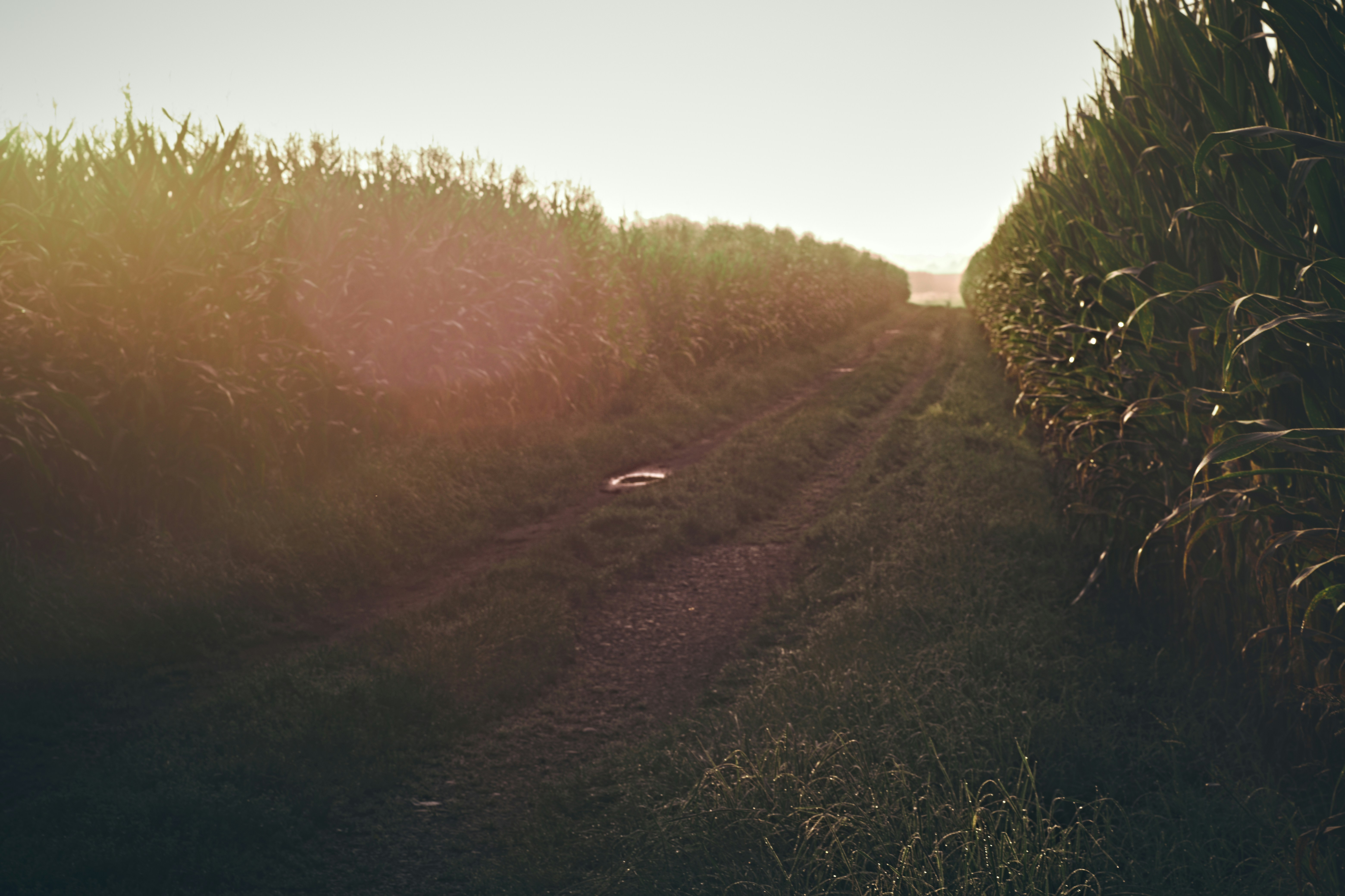 Crop field using our fertilizers