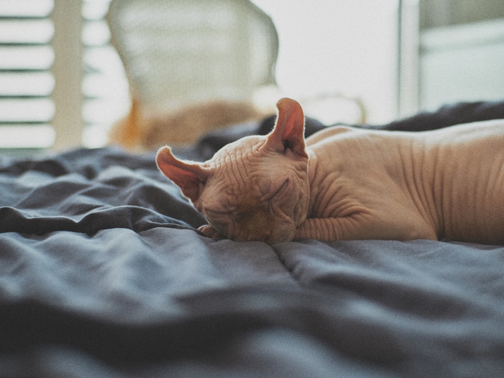 gato marrón acostado en la cama