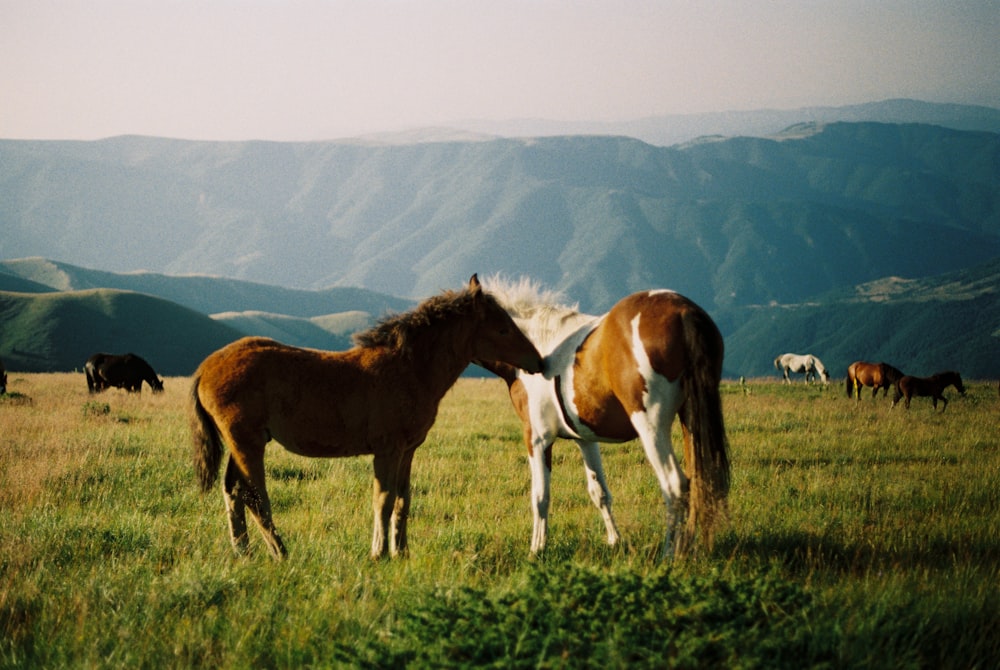 昼間の緑の芝生に茶色と白の馬