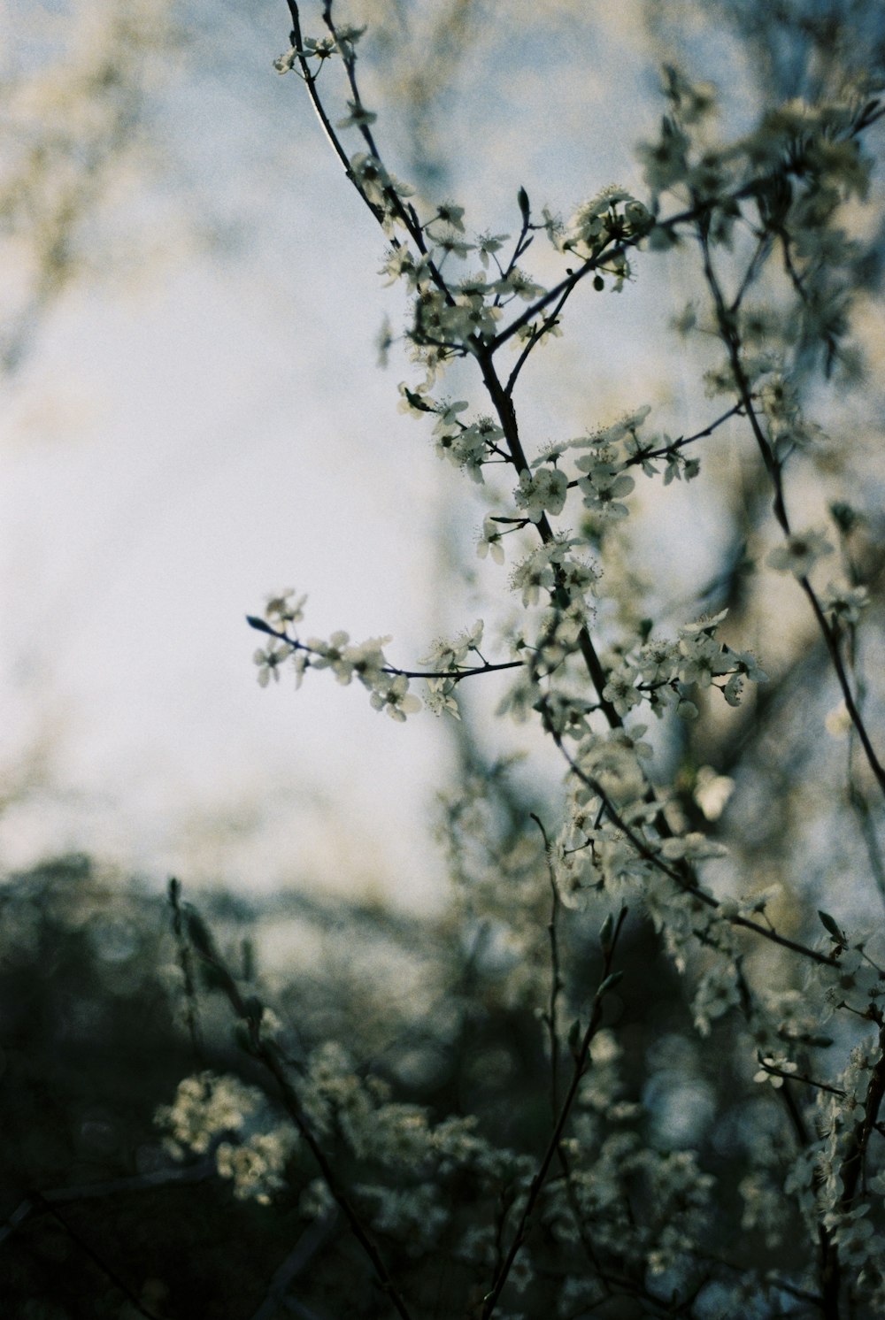 brown tree branch in tilt shift lens