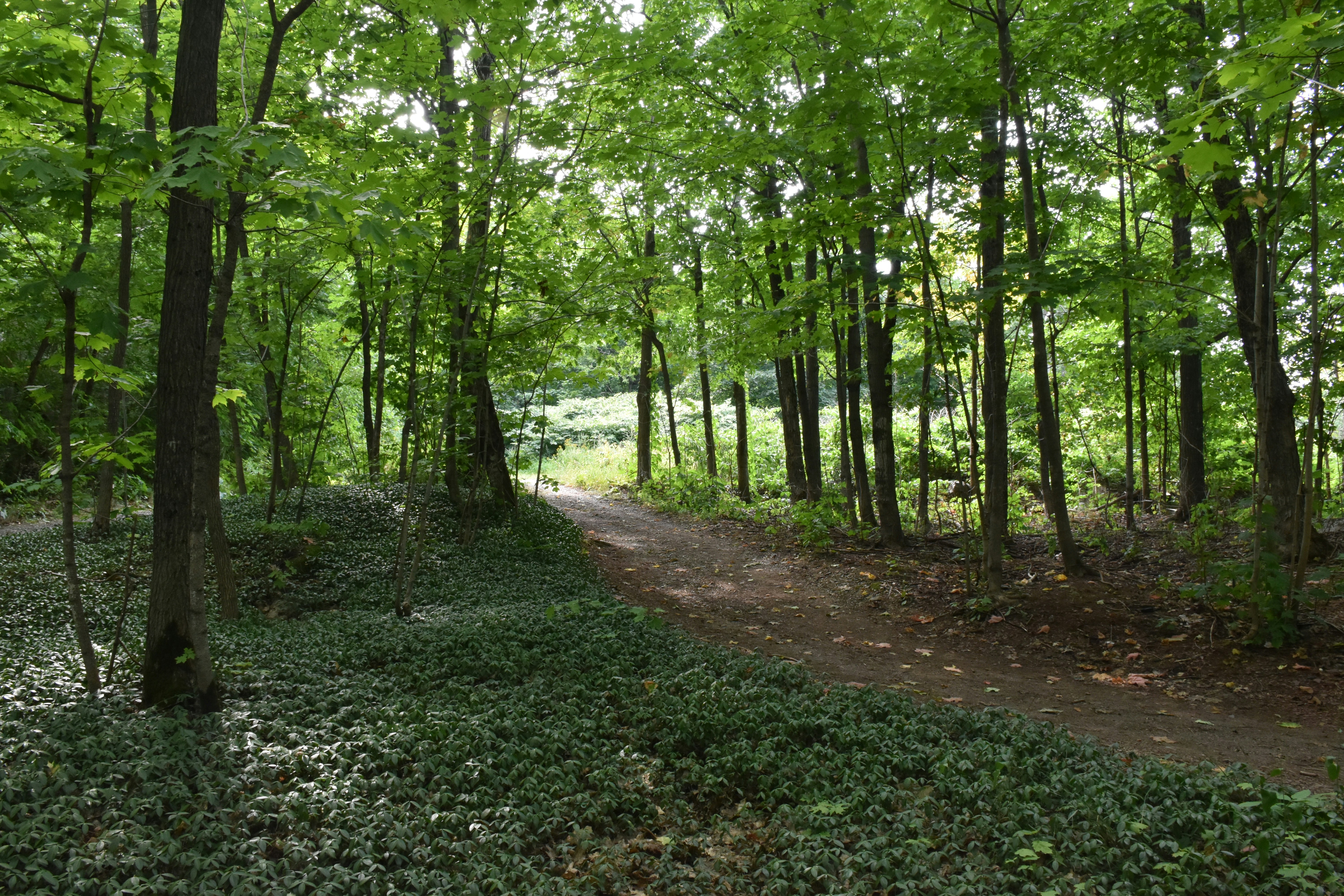 green trees on green grass field during daytime, A path crosses the forest