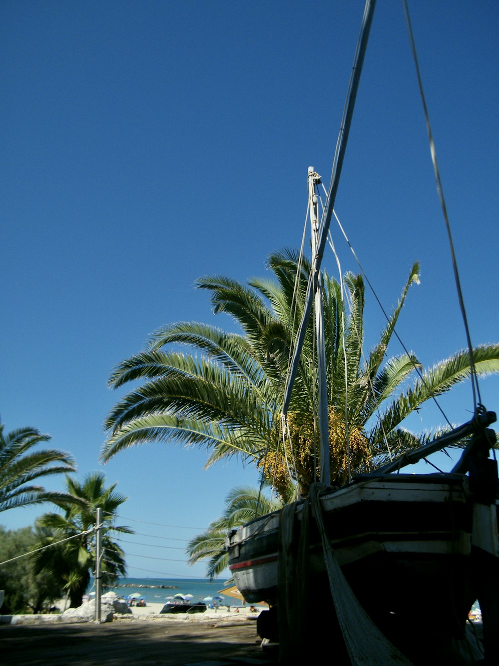 green palm tree near white and black house during daytime