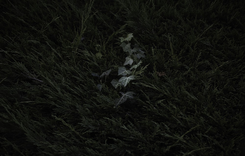 white and gray maple leaf on green grass field