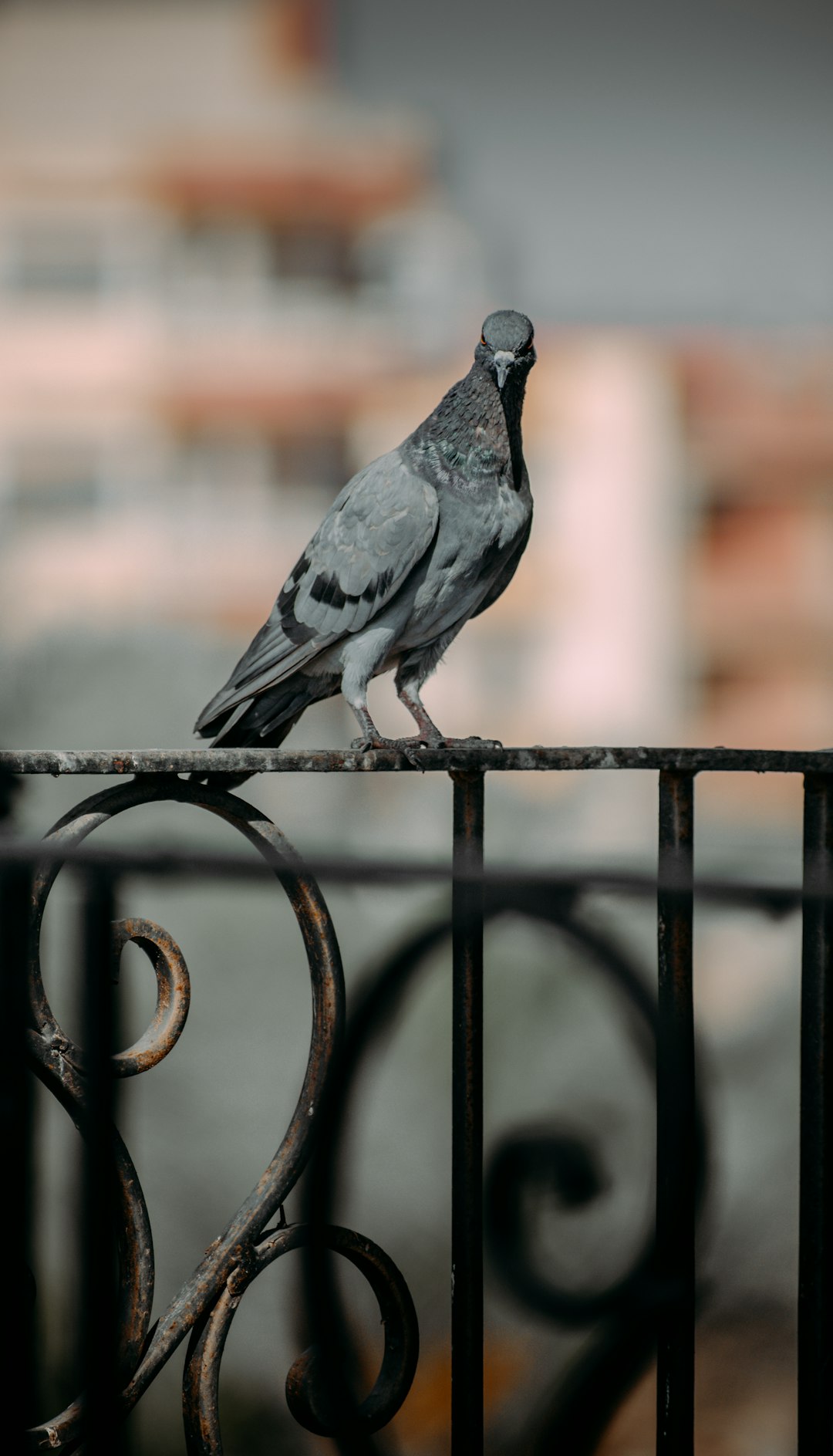 gray and white bird on black metal fence during daytime