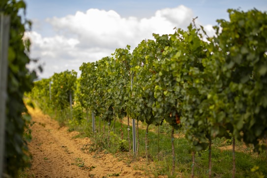 A well-maintained vineyard with rows of lush green grapevines stretching into the distance under a partly cloudy sky. The soil appears sandy and the vines are supported by wooden or metal stakes.