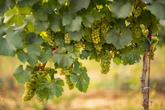 white grapes still on vine and sheltered by vine leaves