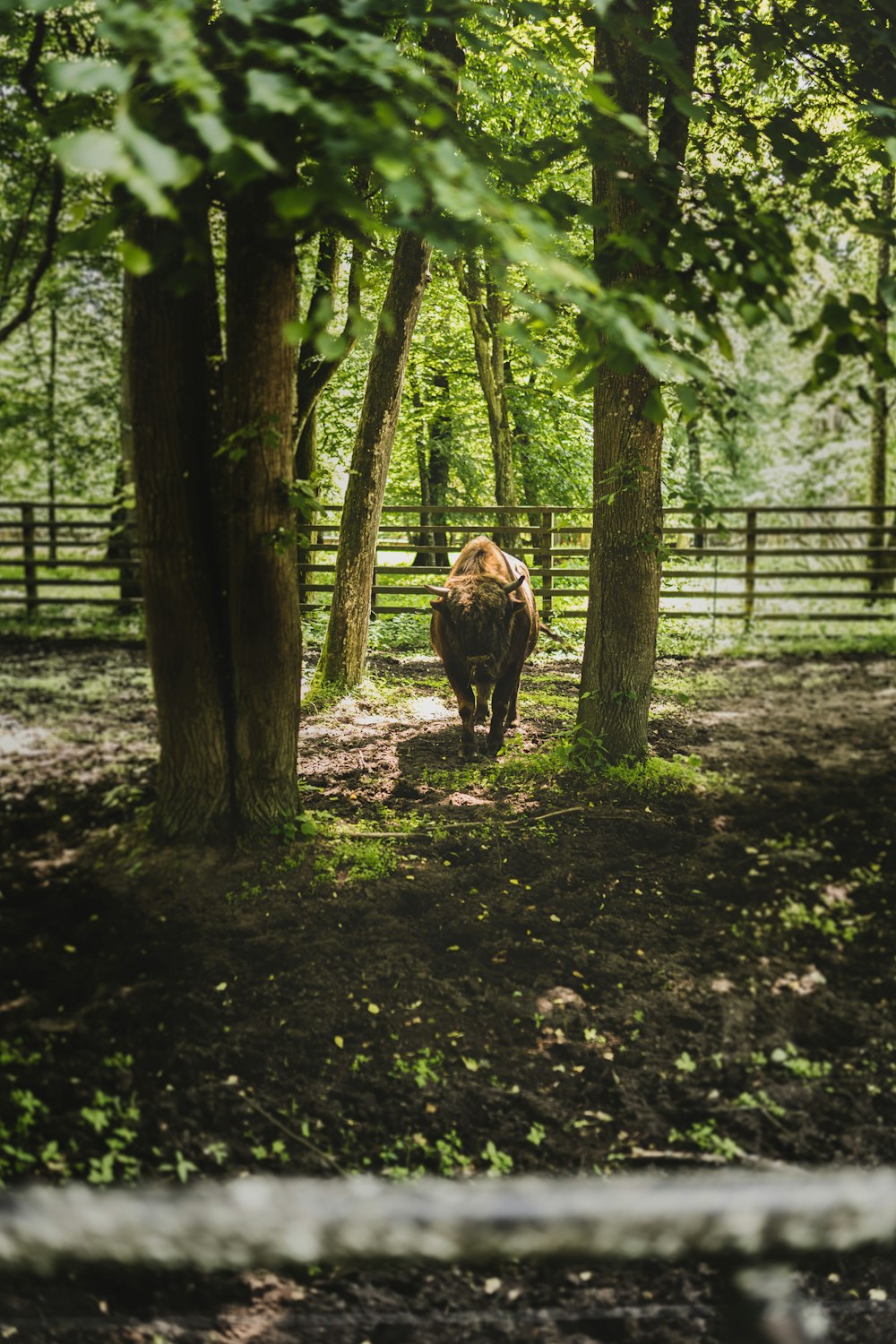 brown horse in the woods