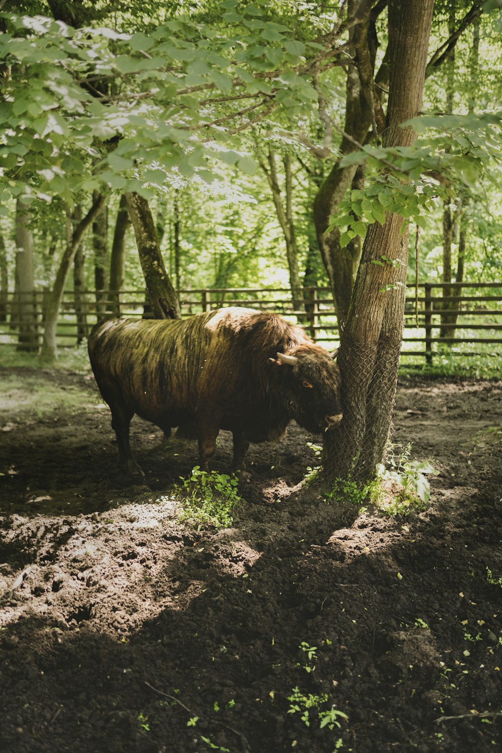 brown yak on forest during daytime