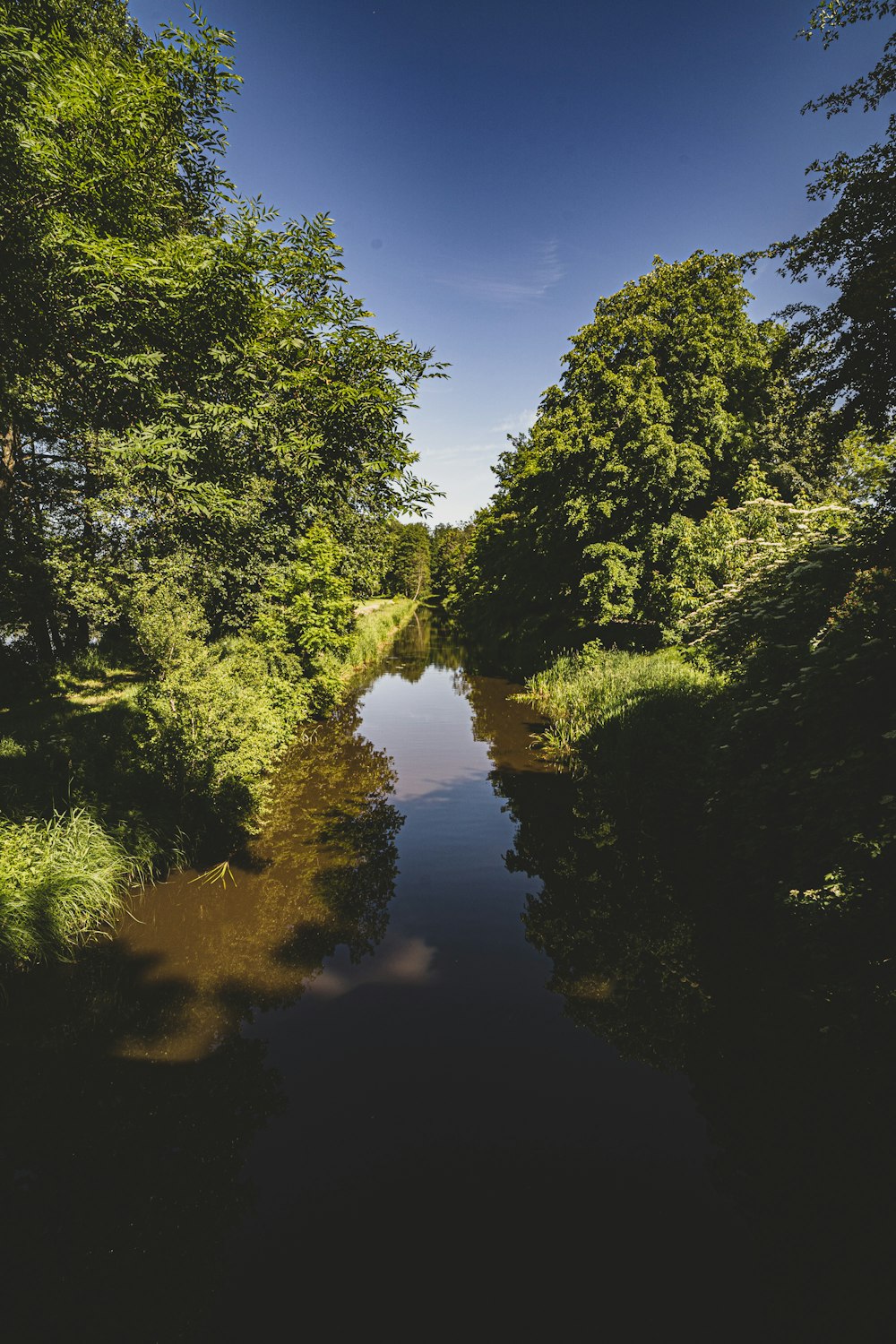 green trees beside river under blue sky during daytime