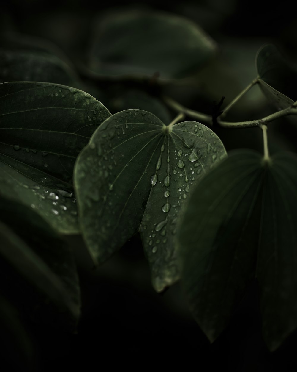 water droplets on green leaves