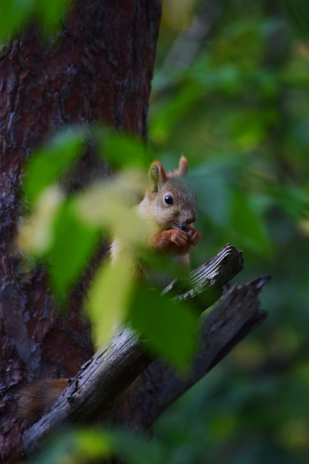 brown squirrel on tree branch during daytime