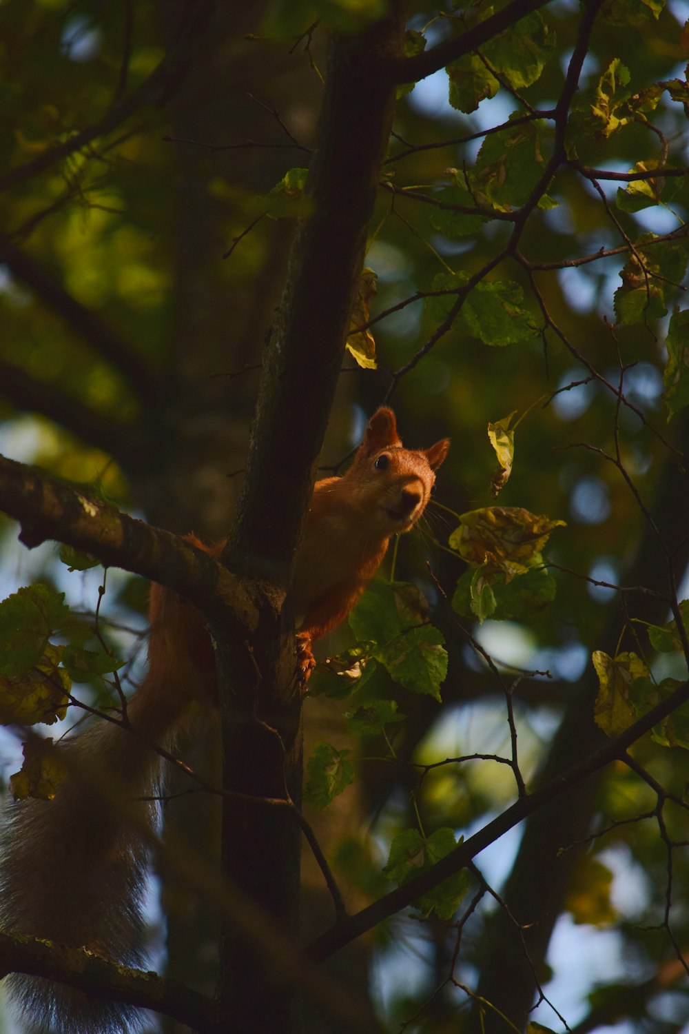 brown squirrel on tree branch during daytime