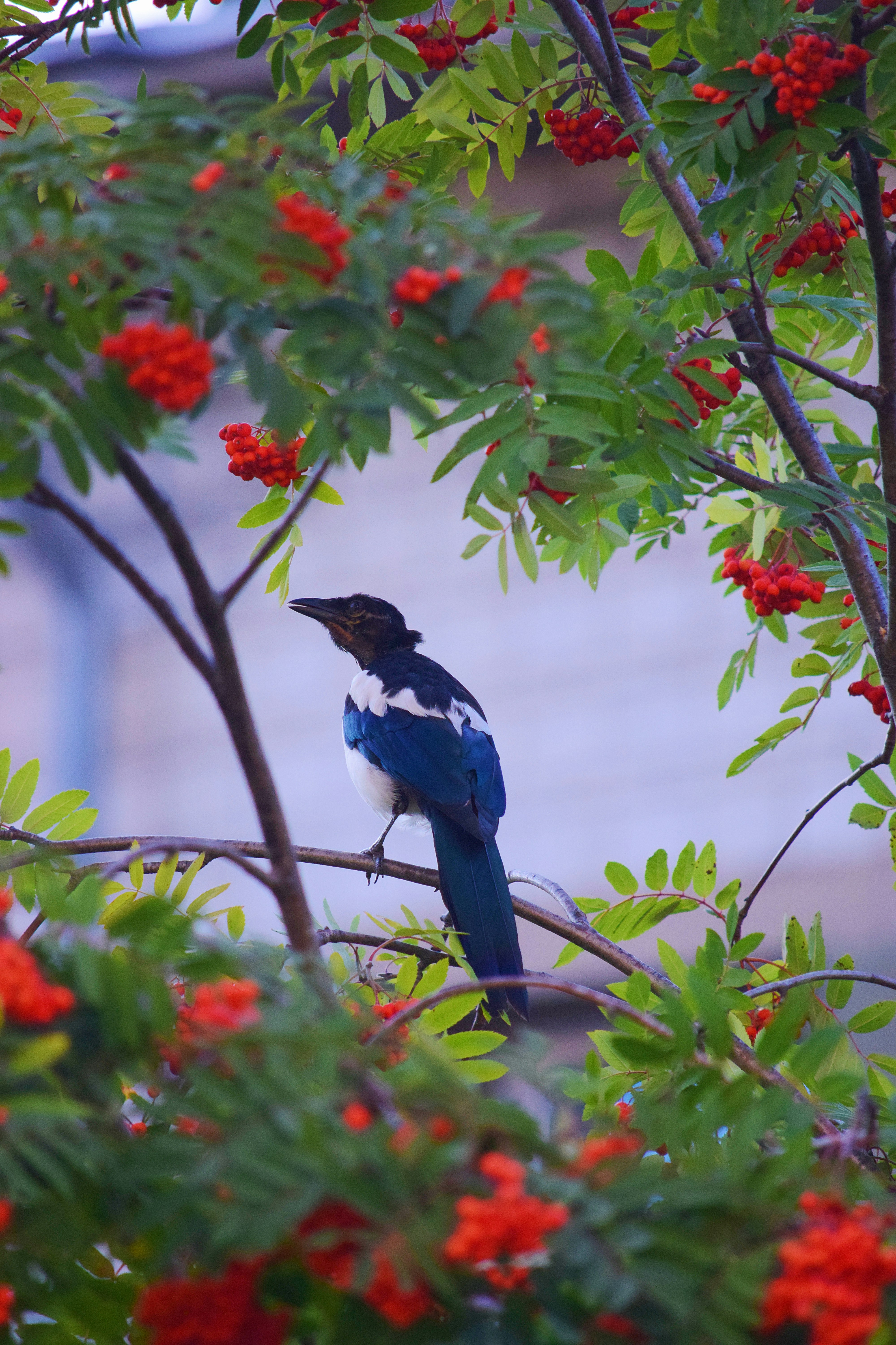 blue and white bird on tree branch during daytime