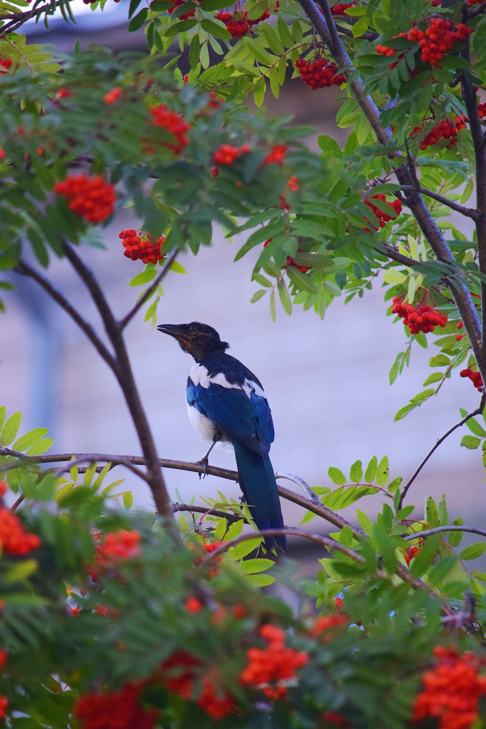 blue and white bird on tree branch during daytime