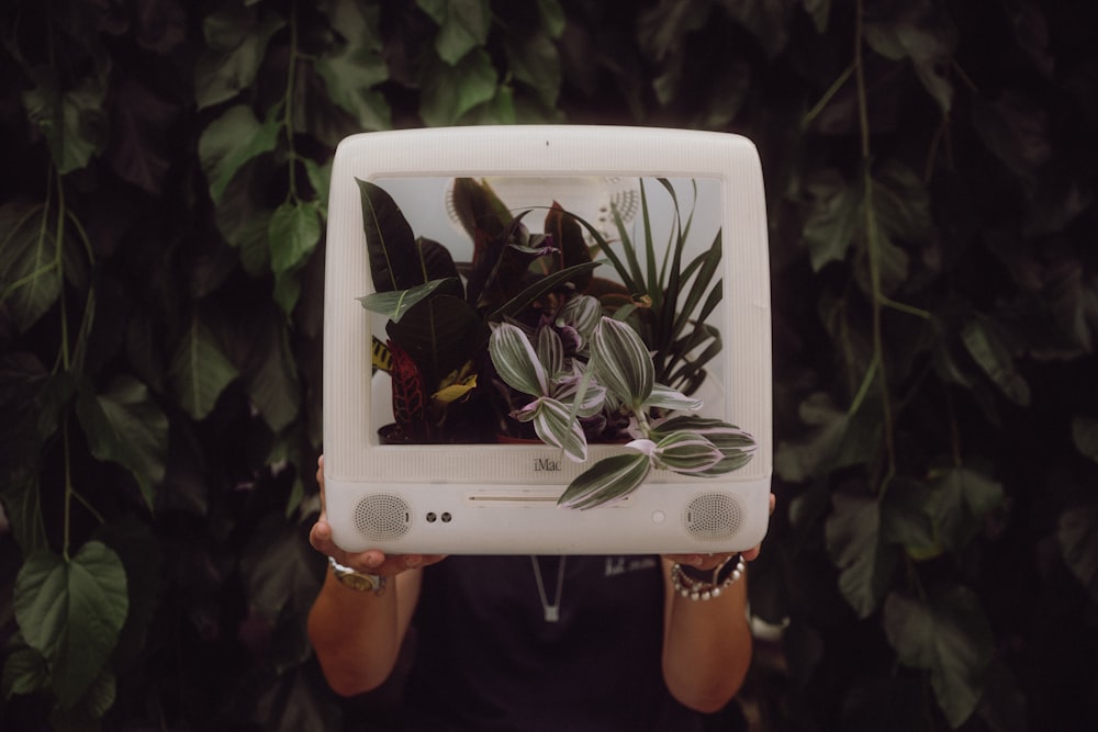 green plant on white ceramic pot