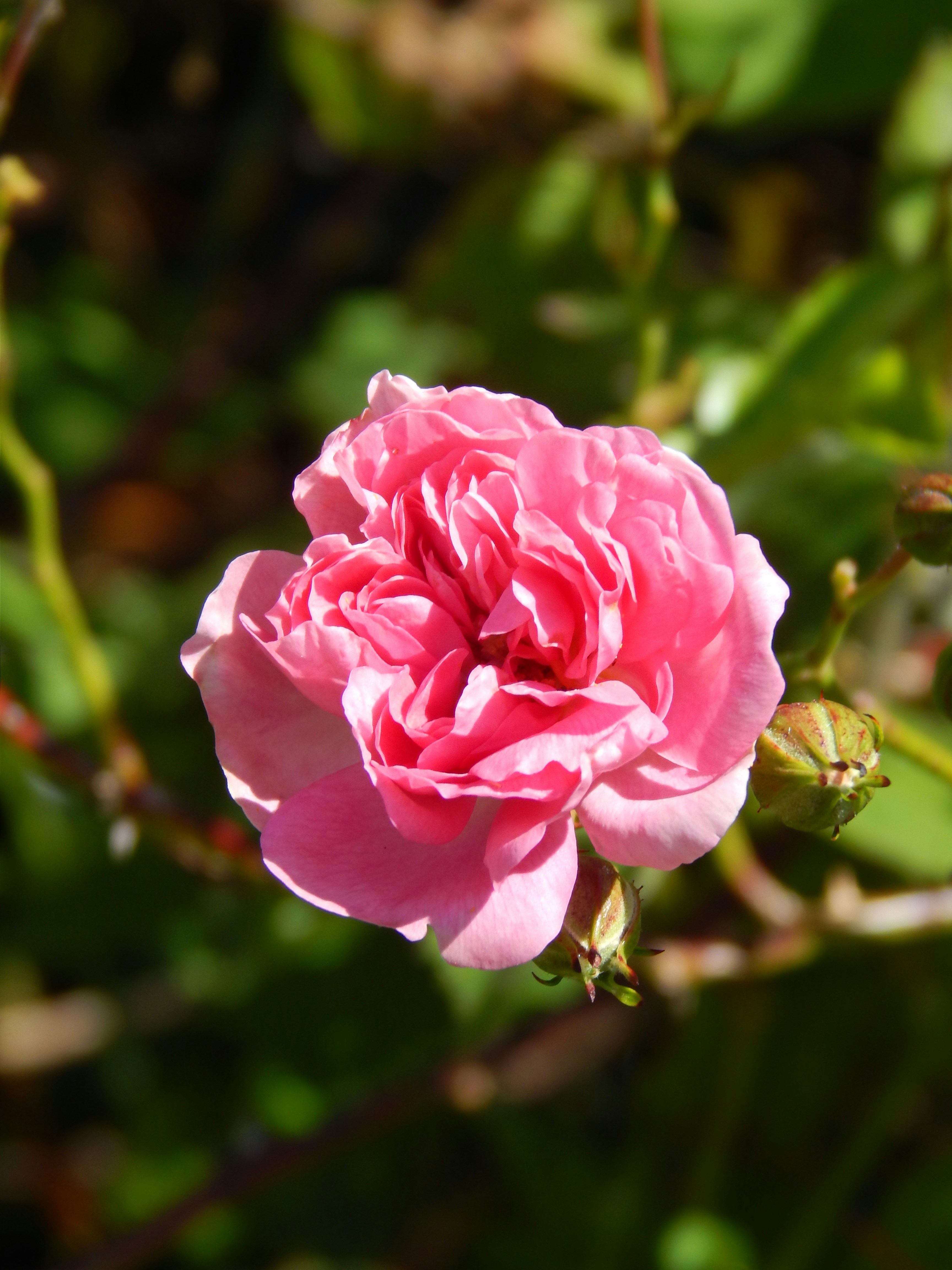 Photo by hullabaloo22