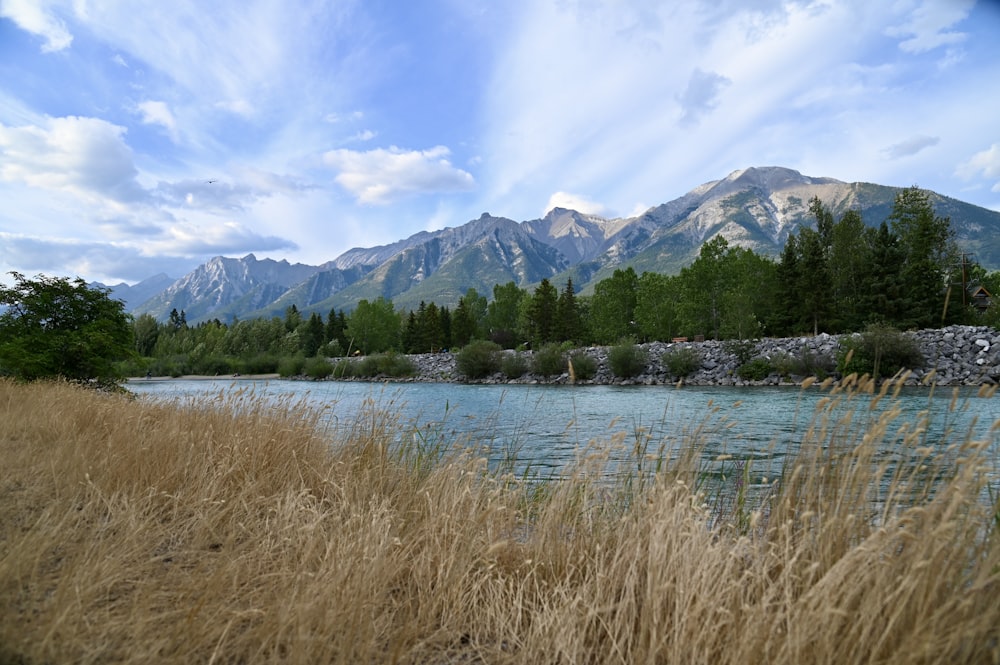 green trees near lake under blue sky during daytime