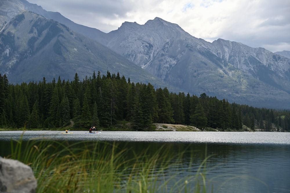 green pine trees near lake and mountain