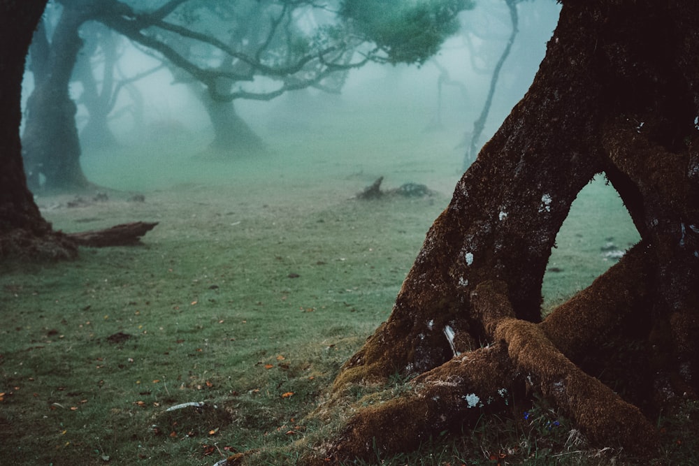 brown tree trunk on green grass field during daytime