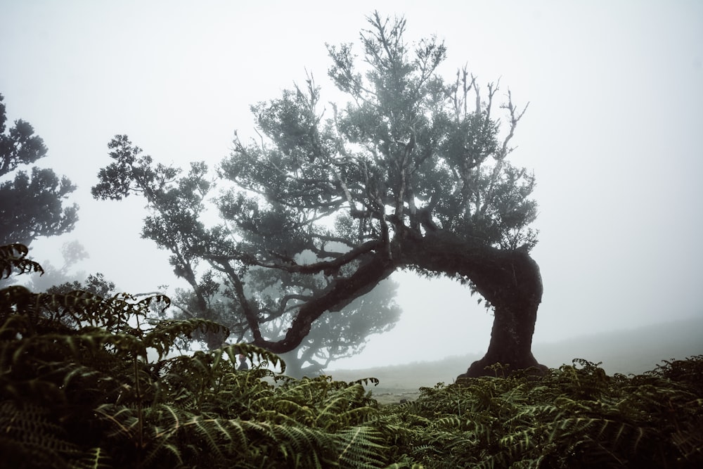 green trees near mountain during daytime