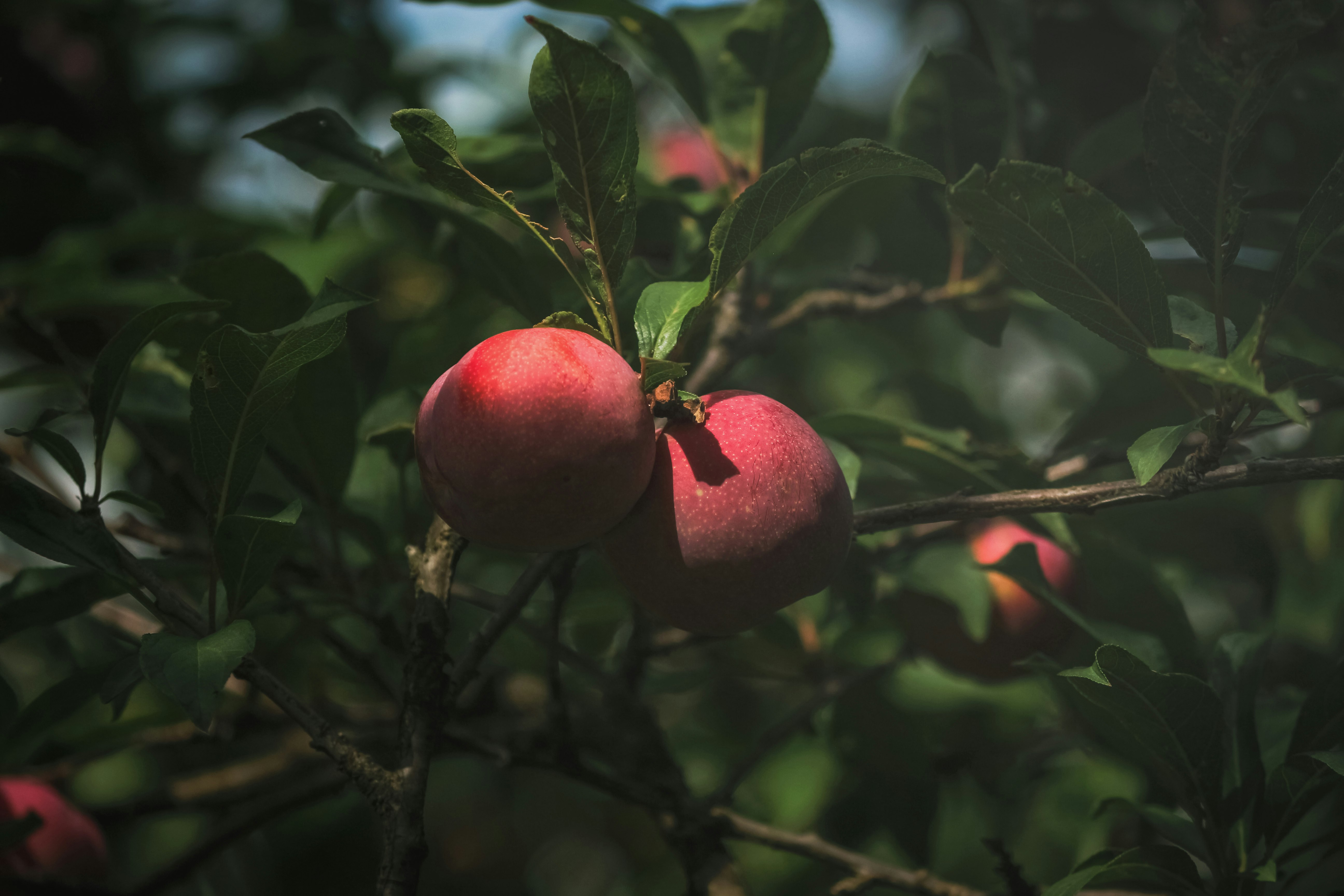 red apple fruit on tree