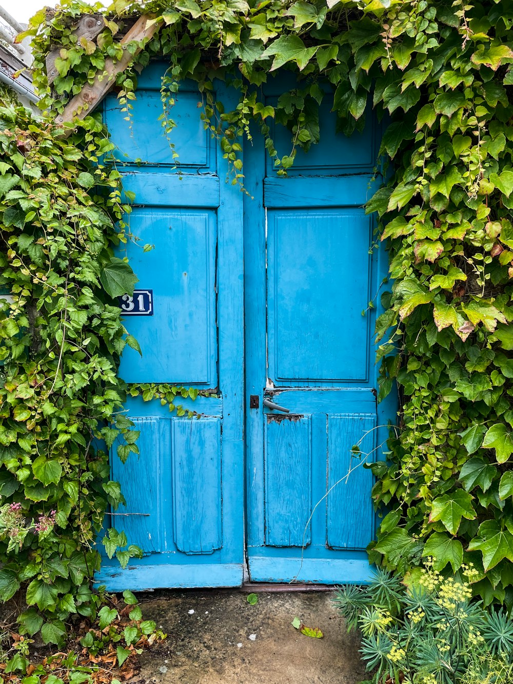 blue wooden door with green vines