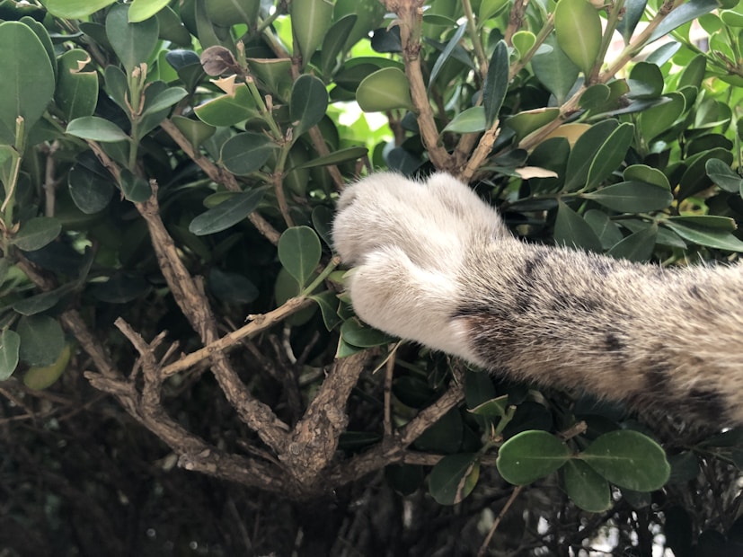 A cat's paw is extending through dense green foliage, with leaves and twigs visible. The fur on the paw is a mix of white and brown, contrasting with the rich green leaves surrounding it.