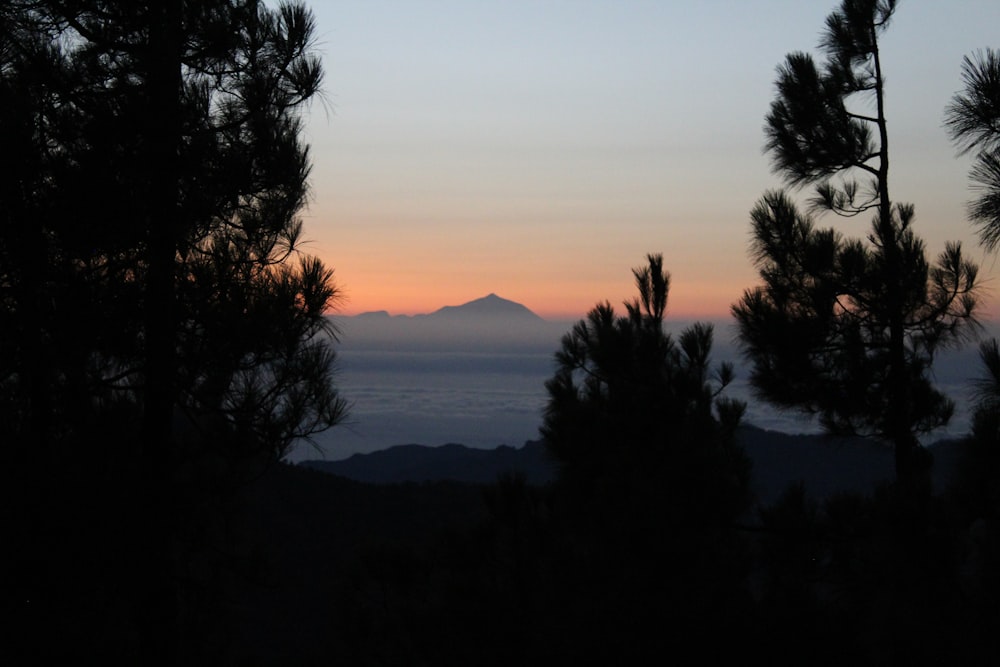 silhouette of trees near mountain during sunset